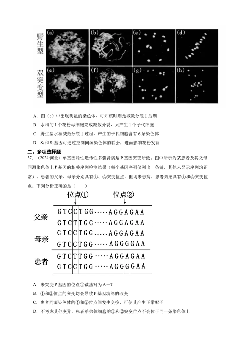 专题07有丝分裂和减数分裂_生物真题汇总_&radic;近三年（2023-2025）高考生物真题分专项精编_真题分专项汇编