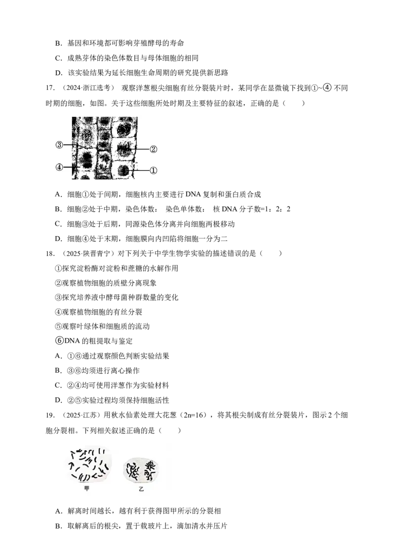 专题07有丝分裂和减数分裂_生物真题汇总_&radic;近三年（2023-2025）高考生物真题分专项精编_真题分专项汇编