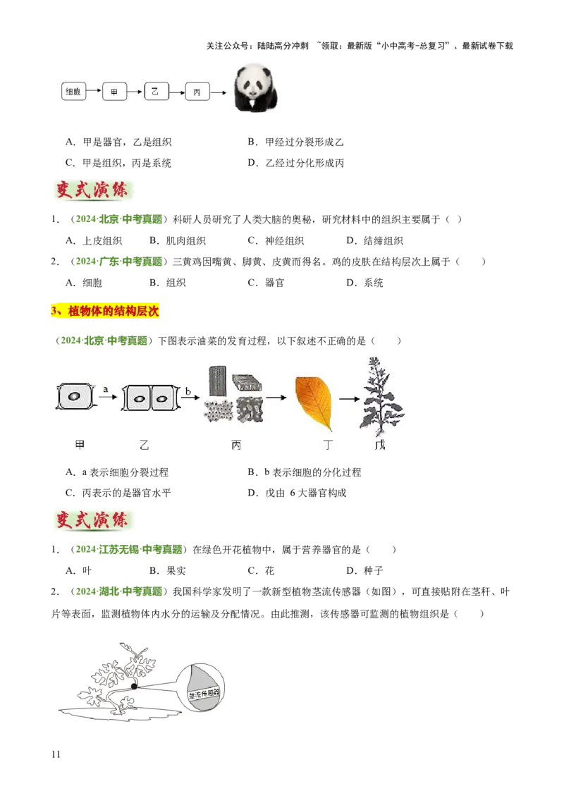 专题02生物体的结构层次（2大模板）（原卷版）_02中考总复习（2026版更新中）_08-生物-中考总复习_2025中考复习资料_2025年中考生物答题方法模板