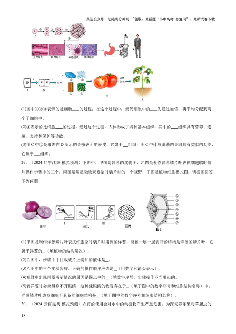 专题02生物体的结构层次（2大模板）（原卷版）_02中考总复习（2026版更新中）_08-生物-中考总复习_2025中考复习资料_2025年中考生物答题方法模板