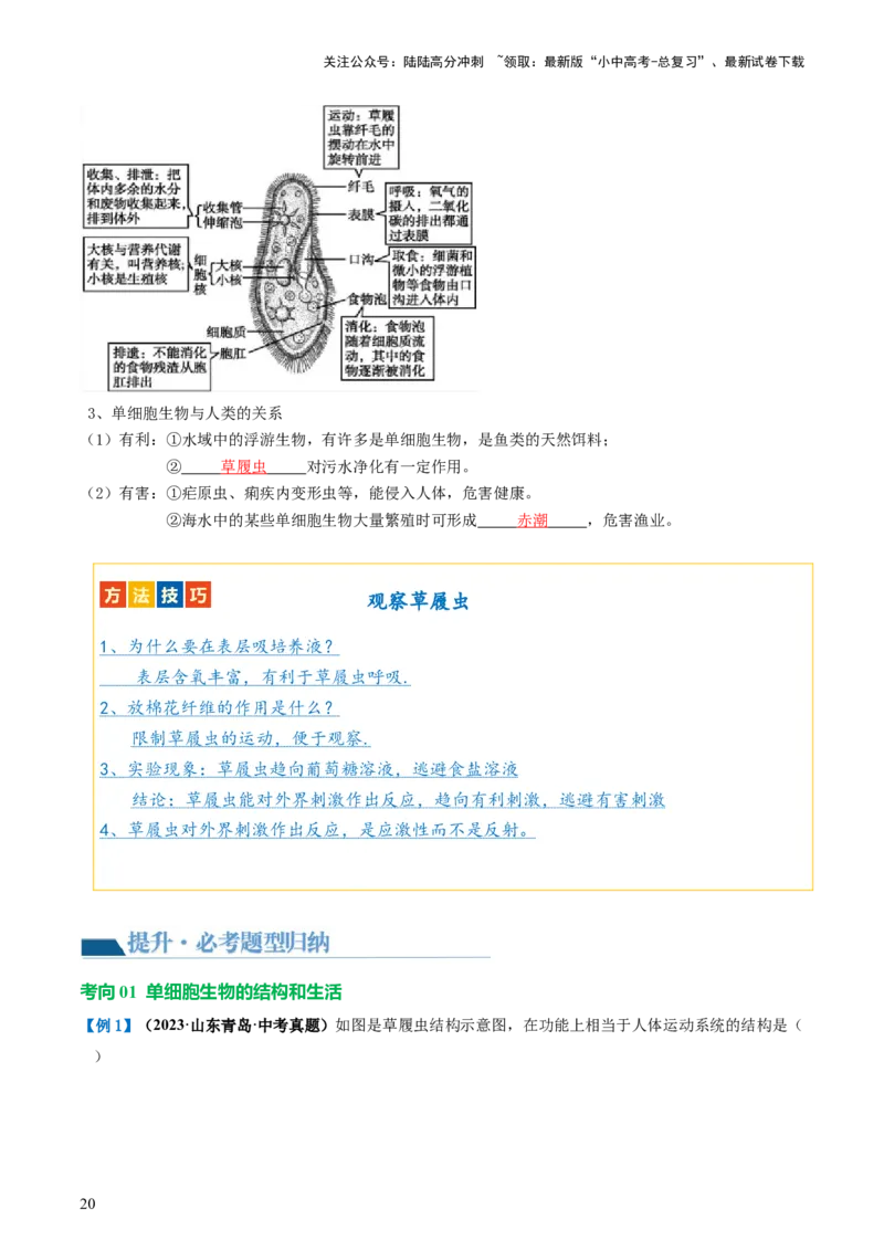 专题03细胞怎样构成生物体（讲义）（解析版）_02中考总复习（2026版更新中）_08-生物-中考总复习_2024年中考复习资料_一轮复习_❤2024年中考生物一轮复习讲练测（全国通用）_讲义