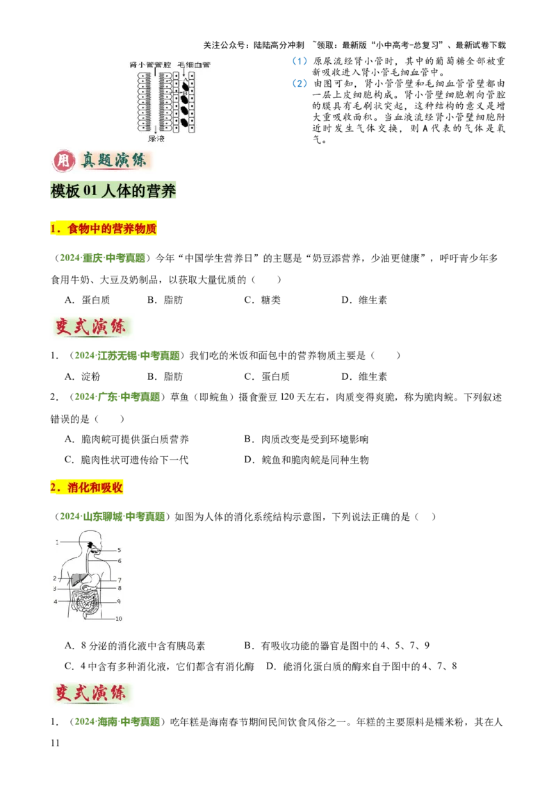 专题04人体生理与健康（一）（4大答题模板）（原卷版）_02中考总复习（2026版更新中）_08-生物-中考总复习_2025中考复习资料_2025年中考生物答题方法模板
