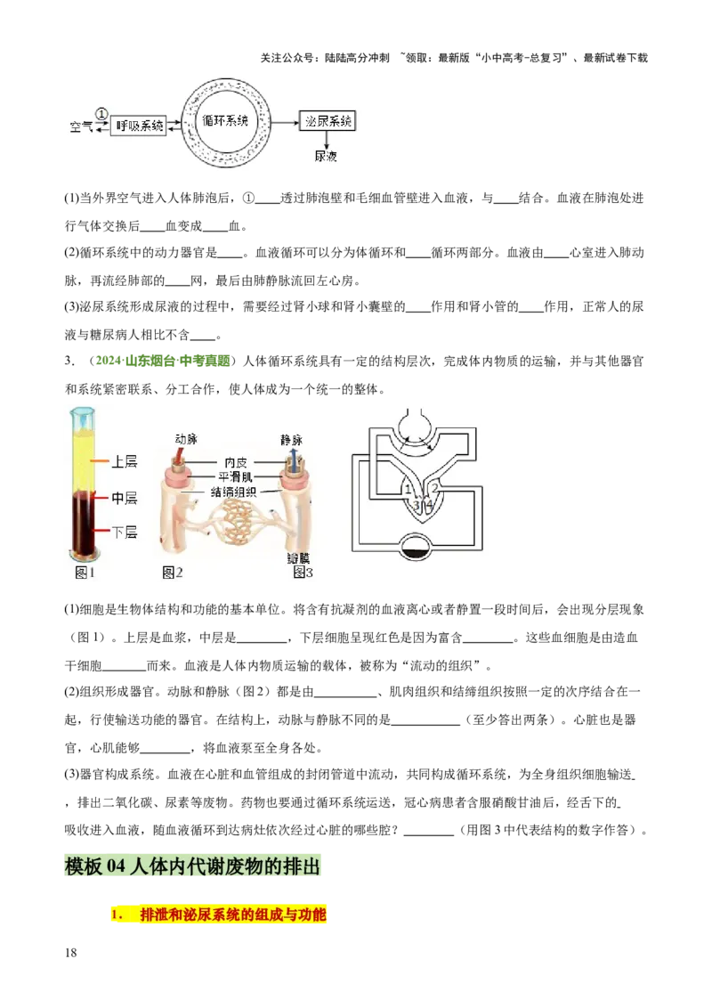 专题04人体生理与健康（一）（4大答题模板）（原卷版）_02中考总复习（2026版更新中）_08-生物-中考总复习_2025中考复习资料_2025年中考生物答题方法模板