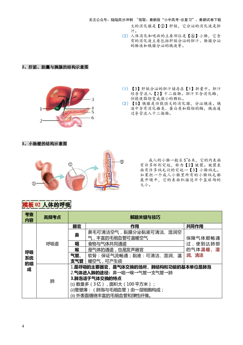 专题04人体生理与健康（一）（4大答题模板）（原卷版）_02中考总复习（2026版更新中）_08-生物-中考总复习_2025中考复习资料_2025年中考生物答题方法模板