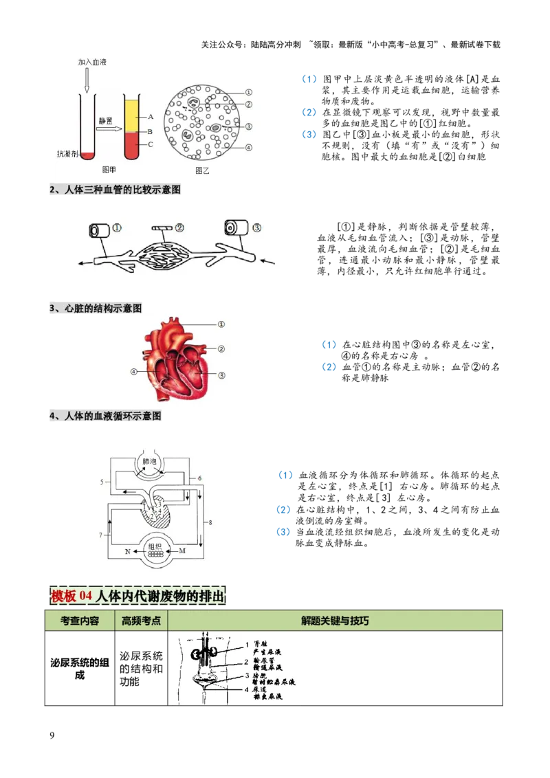 专题04人体生理与健康（一）（4大答题模板）（原卷版）_02中考总复习（2026版更新中）_08-生物-中考总复习_2025中考复习资料_2025年中考生物答题方法模板