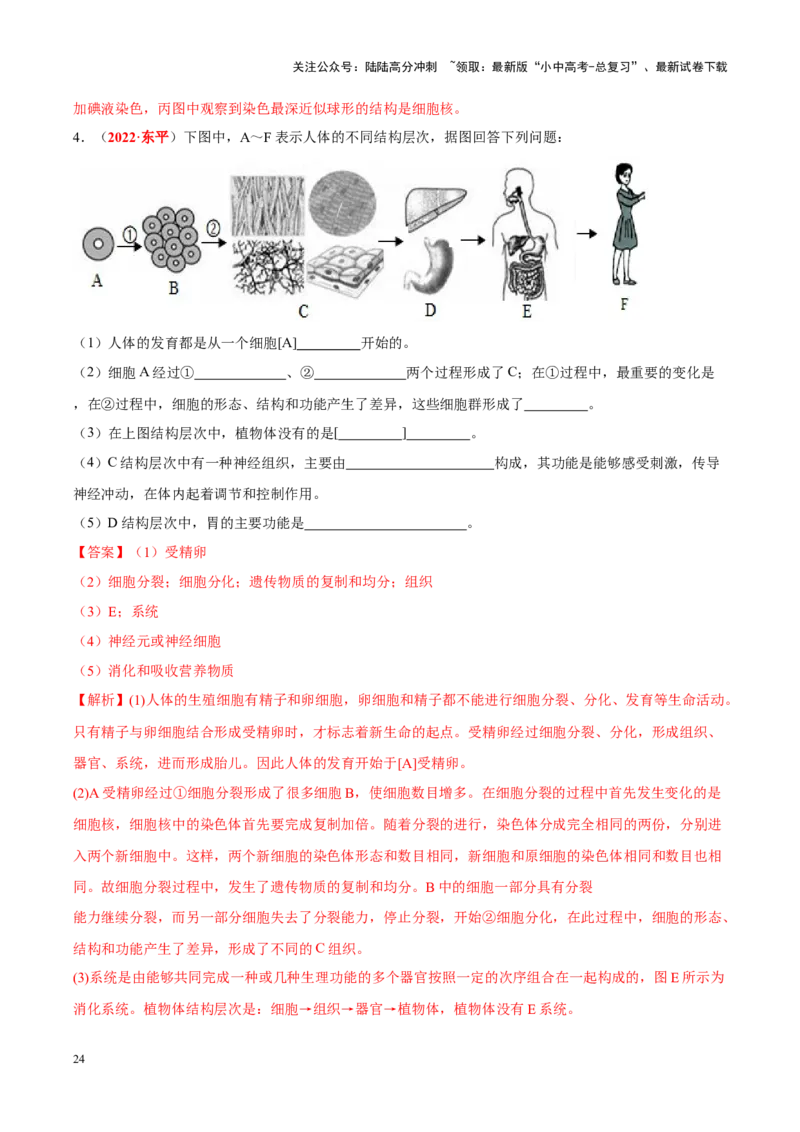专题02&nbsp;生物体的结构层次（解析版）_02中考总复习（2026版更新中）_08-生物-中考总复习_2024年中考复习资料_专项复习_完三年（2021-2023）中考生物真题分项汇编（全国通用）_答案解析版