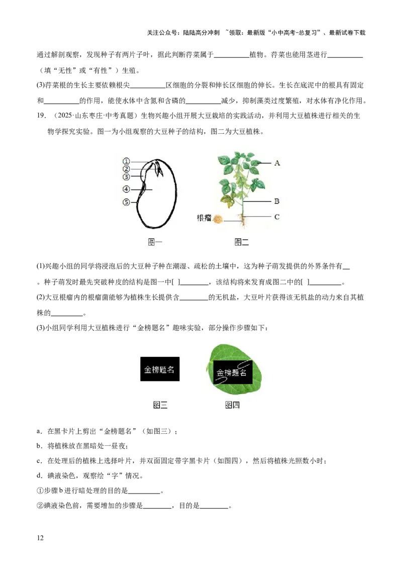 专题03绿色开花植物的一生（全国通用）（原卷版）_02中考总复习（2026版更新中）_08-生物-中考总复习_2026年中考复习（更新中）