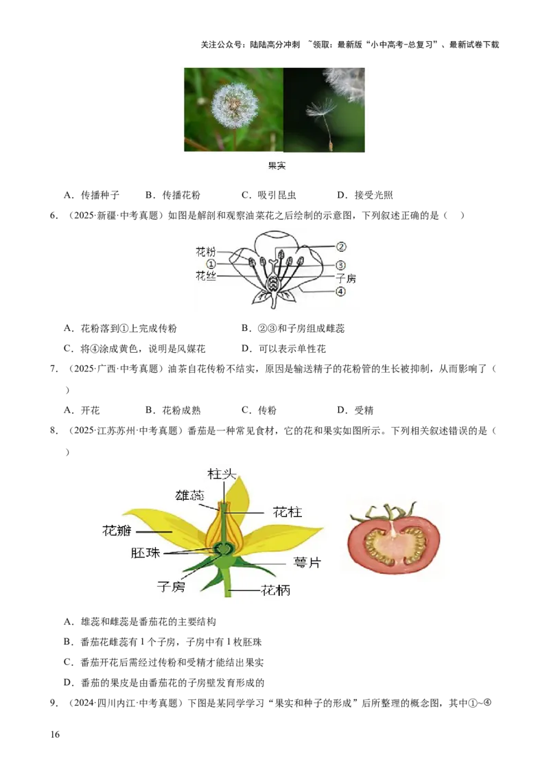 专题03绿色开花植物的一生（全国通用）（原卷版）_02中考总复习（2026版更新中）_08-生物-中考总复习_2026年中考复习（更新中）