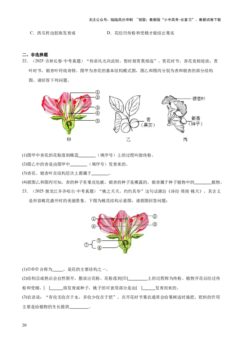 专题03绿色开花植物的一生（全国通用）（原卷版）_02中考总复习（2026版更新中）_08-生物-中考总复习_2026年中考复习（更新中）
