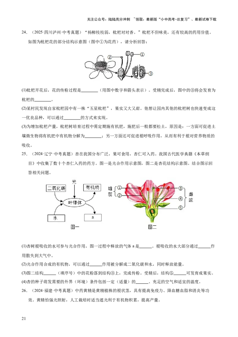 专题03绿色开花植物的一生（全国通用）（原卷版）_02中考总复习（2026版更新中）_08-生物-中考总复习_2026年中考复习（更新中）