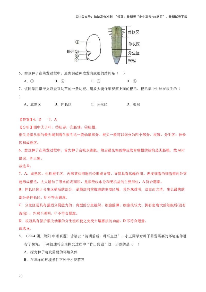 专题03绿色开花植物的一生（全国通用）（解析版）_02中考总复习（2026版更新中）_08-生物-中考总复习_2026年中考复习（更新中）