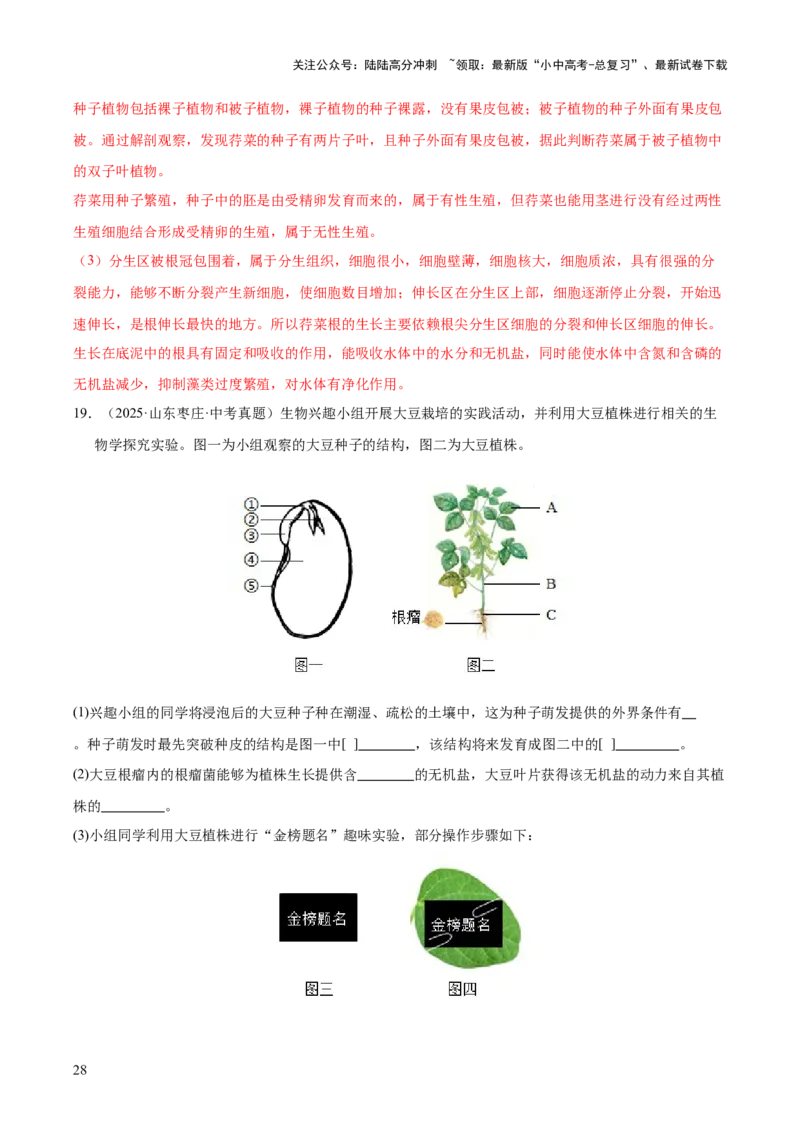 专题03绿色开花植物的一生（全国通用）（解析版）_02中考总复习（2026版更新中）_08-生物-中考总复习_2026年中考复习（更新中）