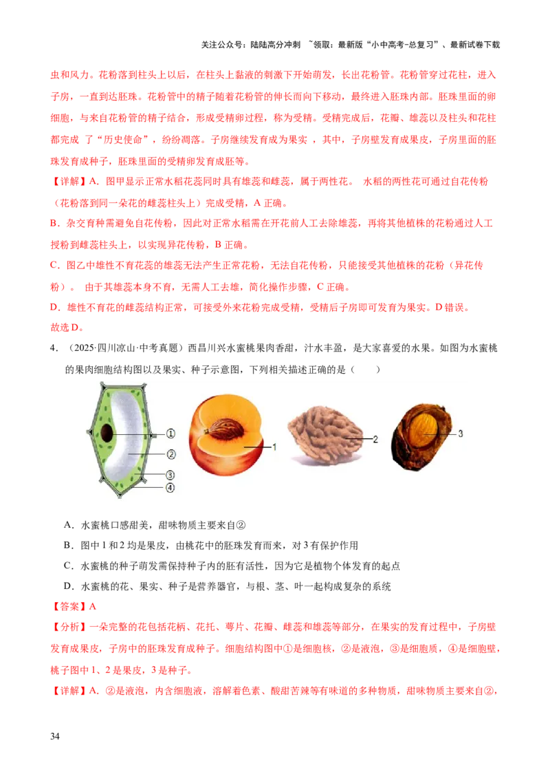 专题03绿色开花植物的一生（全国通用）（解析版）_02中考总复习（2026版更新中）_08-生物-中考总复习_2026年中考复习（更新中）