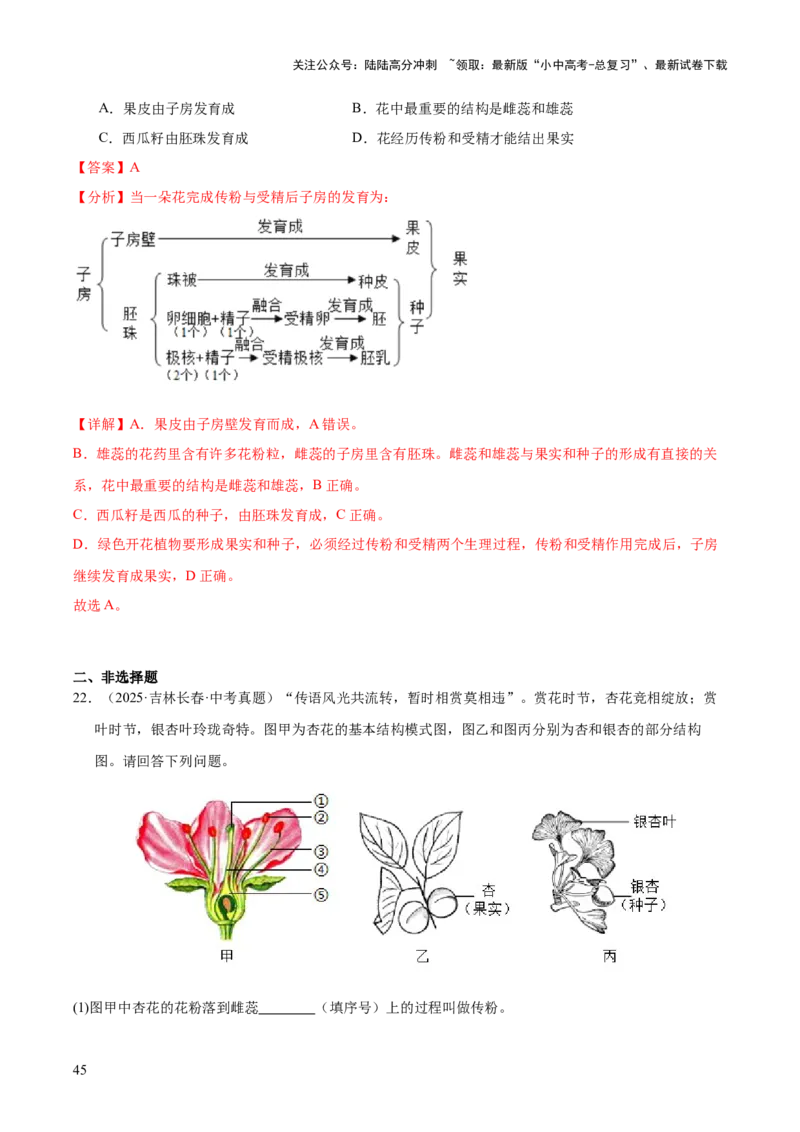 专题03绿色开花植物的一生（全国通用）（解析版）_02中考总复习（2026版更新中）_08-生物-中考总复习_2026年中考复习（更新中）