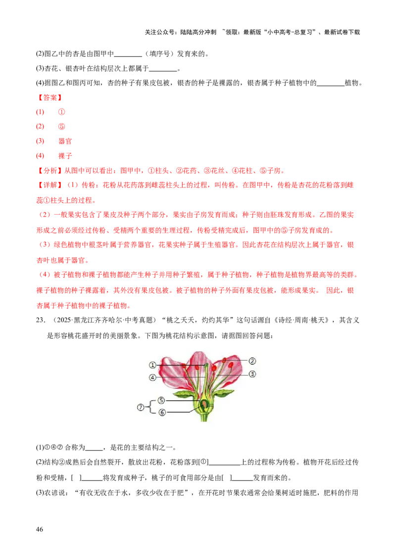 专题03绿色开花植物的一生（全国通用）（解析版）_02中考总复习（2026版更新中）_08-生物-中考总复习_2026年中考复习（更新中）