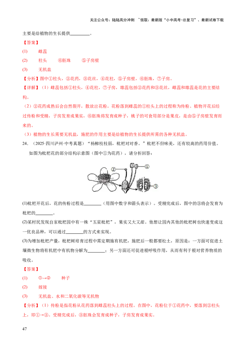 专题03绿色开花植物的一生（全国通用）（解析版）_02中考总复习（2026版更新中）_08-生物-中考总复习_2026年中考复习（更新中）