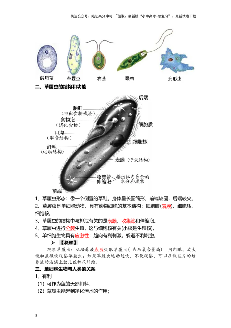专题03细胞怎样构成生物体（背记帮）-备战2024年中考生物一轮复习考点帮_02中考总复习（2026版更新中）_08-生物-中考总复习_2024年中考复习资料_一轮复习_必背考点