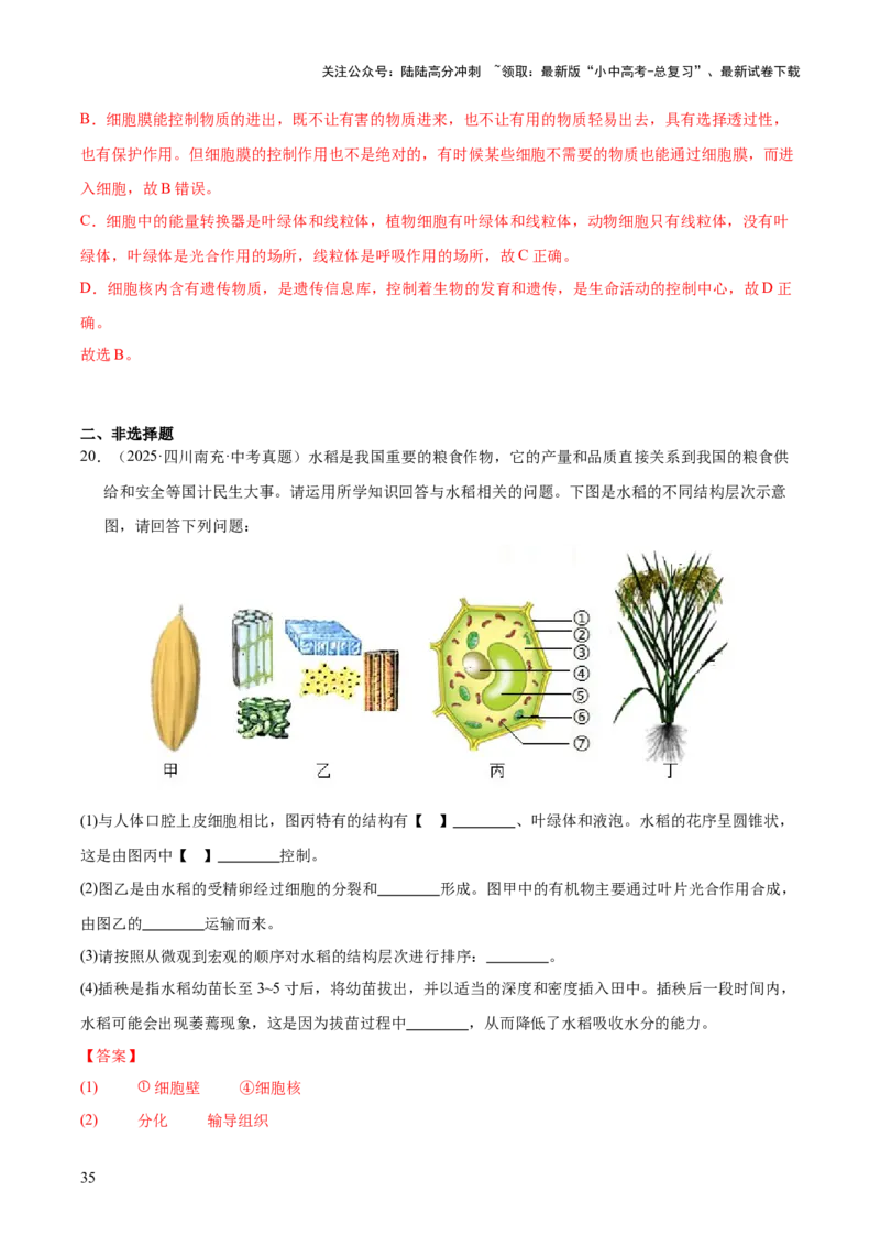 专题02生物体的结构层次（全国通用）（解析版）_02中考总复习（2026版更新中）_08-生物-中考总复习_2026年中考复习（更新中）