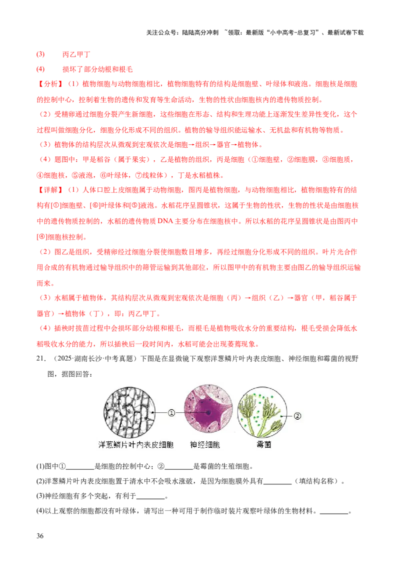 专题02生物体的结构层次（全国通用）（解析版）_02中考总复习（2026版更新中）_08-生物-中考总复习_2026年中考复习（更新中）