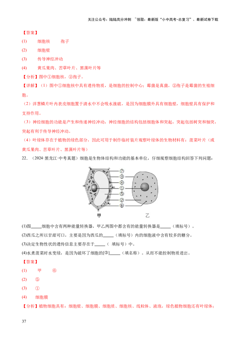 专题02生物体的结构层次（全国通用）（解析版）_02中考总复习（2026版更新中）_08-生物-中考总复习_2026年中考复习（更新中）