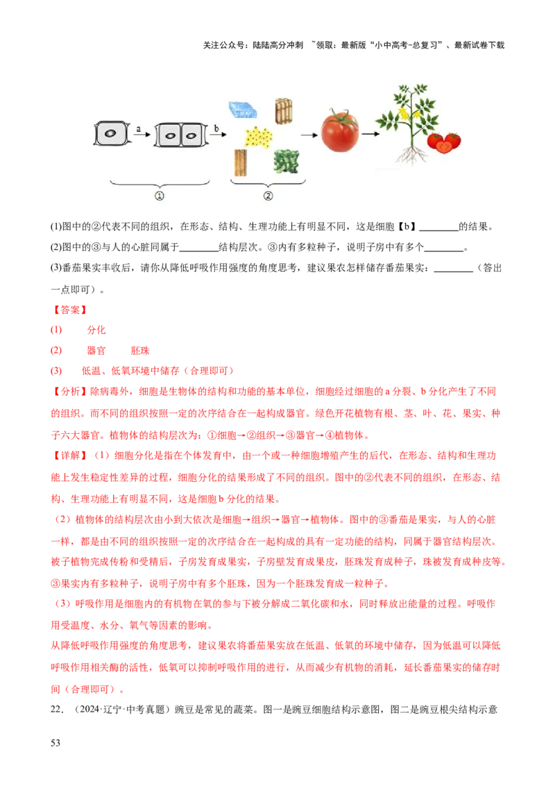 专题02生物体的结构层次（全国通用）（解析版）_02中考总复习（2026版更新中）_08-生物-中考总复习_2026年中考复习（更新中）