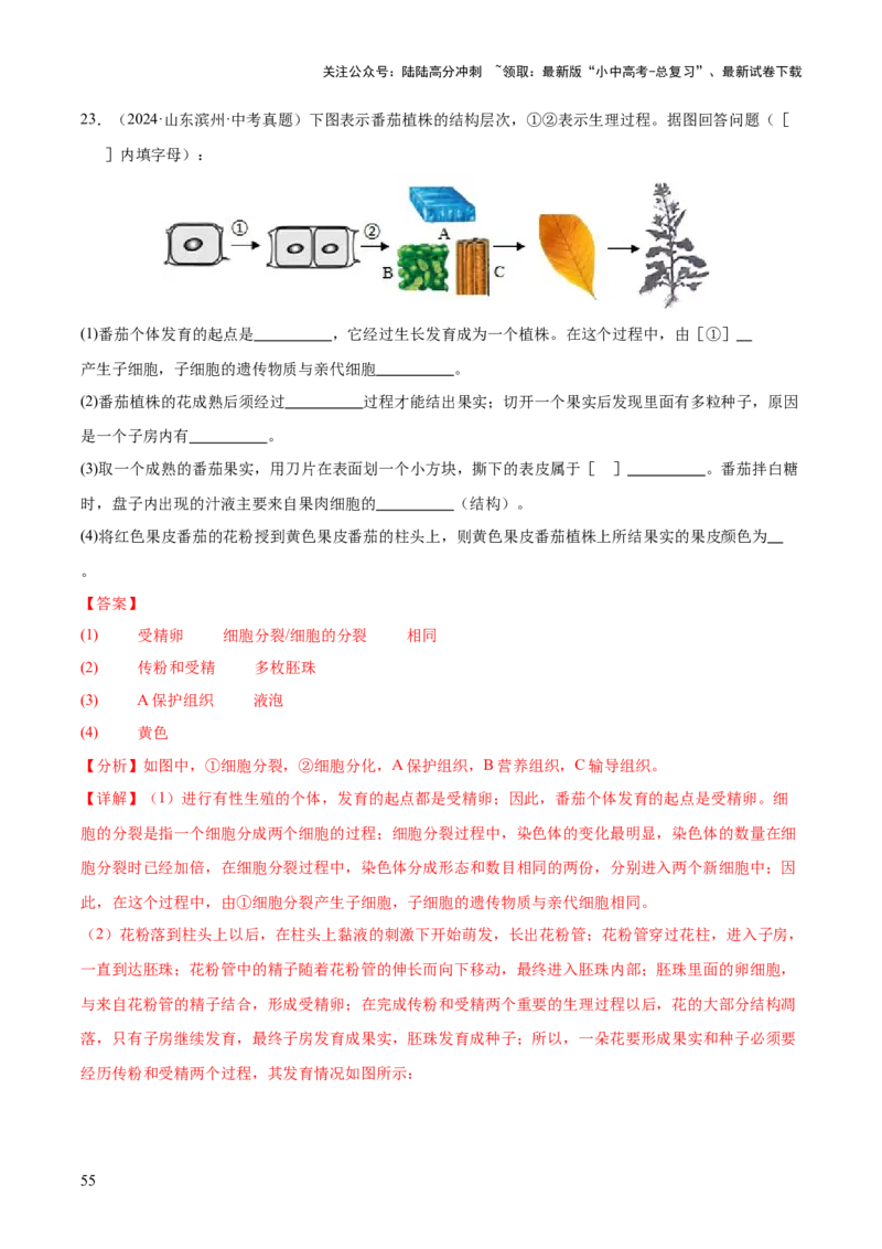 专题02生物体的结构层次（全国通用）（解析版）_02中考总复习（2026版更新中）_08-生物-中考总复习_2026年中考复习（更新中）