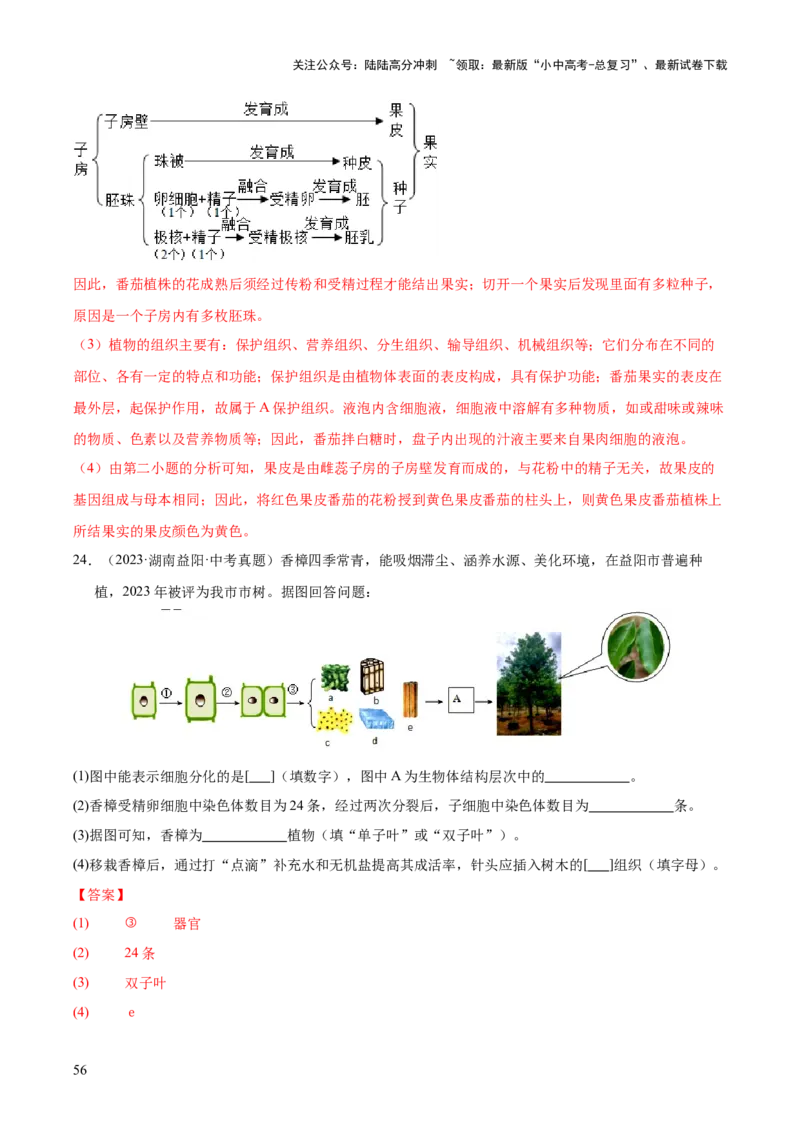专题02生物体的结构层次（全国通用）（解析版）_02中考总复习（2026版更新中）_08-生物-中考总复习_2026年中考复习（更新中）