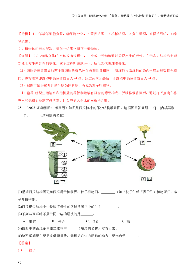 专题02生物体的结构层次（全国通用）（解析版）_02中考总复习（2026版更新中）_08-生物-中考总复习_2026年中考复习（更新中）