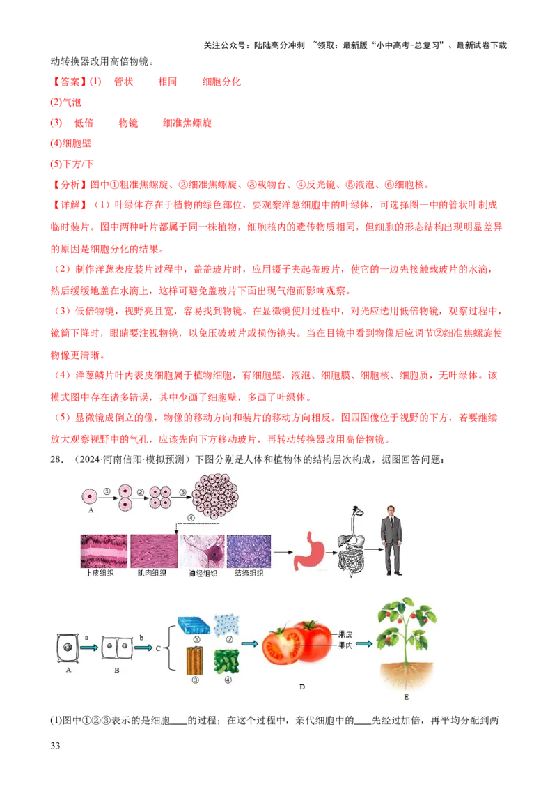 专题02生物体的结构层次（2大模板）（解析版）_02中考总复习（2026版更新中）_08-生物-中考总复习_2025中考复习资料_2025年中考生物答题方法模板