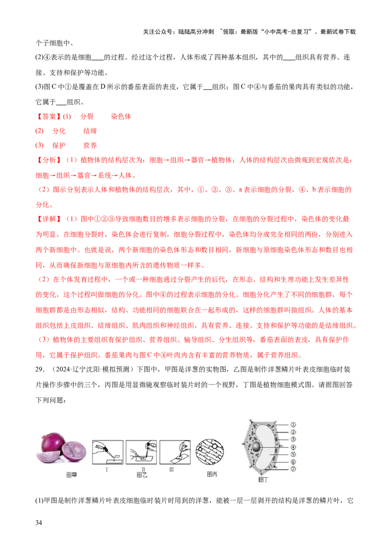 专题02生物体的结构层次（2大模板）（解析版）_02中考总复习（2026版更新中）_08-生物-中考总复习_2025中考复习资料_2025年中考生物答题方法模板