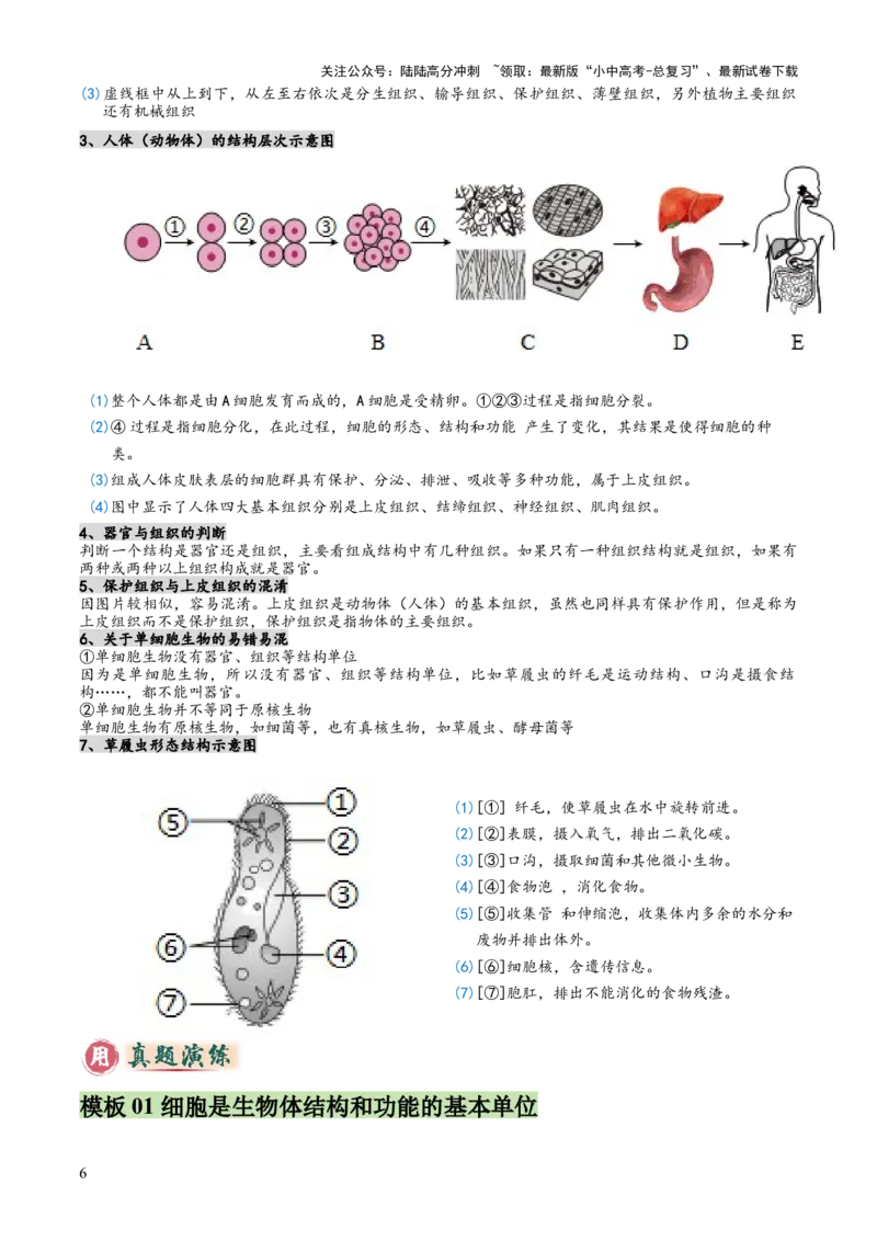 专题02生物体的结构层次（2大模板）（解析版）_02中考总复习（2026版更新中）_08-生物-中考总复习_2025中考复习资料_2025年中考生物答题方法模板