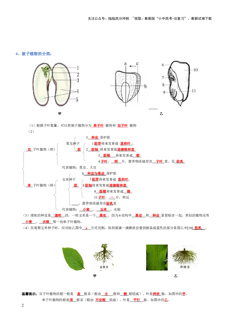 专题03生物圈中的绿色植物(背诵版)_02中考总复习（2026版更新中）_08-生物-中考总复习_2025中考复习资料_2025年中考生物知识梳理_专题03生物圈中的绿色植物_专题03生物圈中的绿色植物