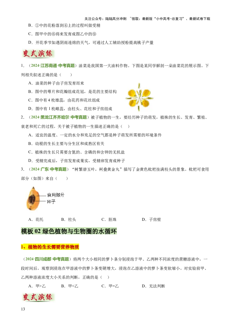 专题03植物的生活（3大模板）（原卷版）_02中考总复习（2026版更新中）_08-生物-中考总复习_2025中考复习资料_2025年中考生物答题方法模板