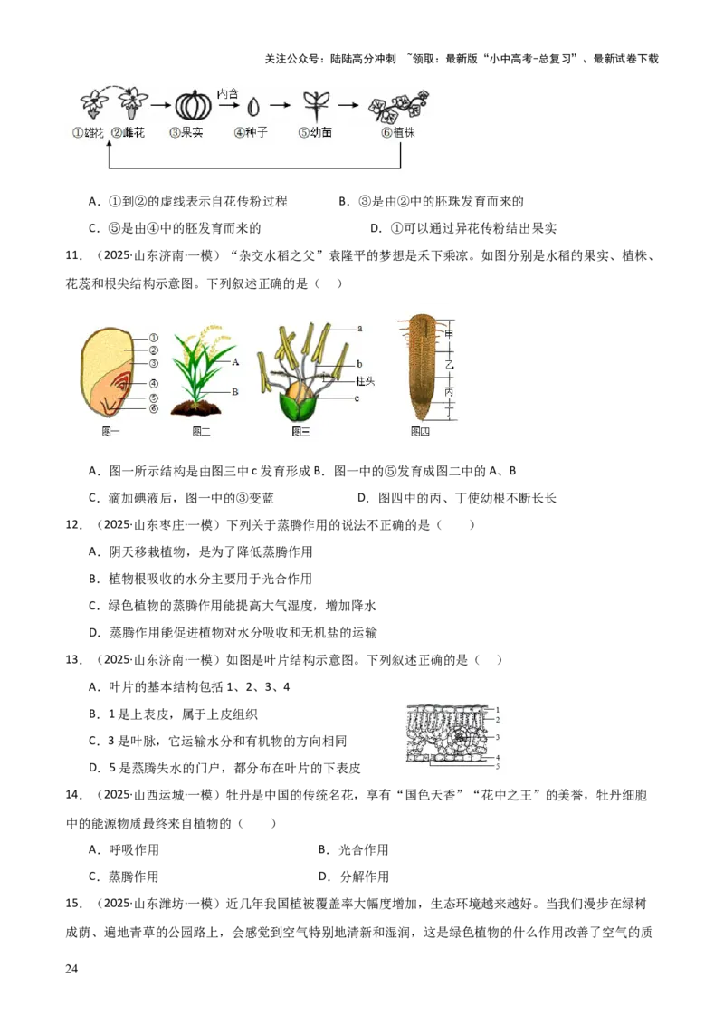 专题03植物的生活（3大模板）（原卷版）_02中考总复习（2026版更新中）_08-生物-中考总复习_2025中考复习资料_2025年中考生物答题方法模板