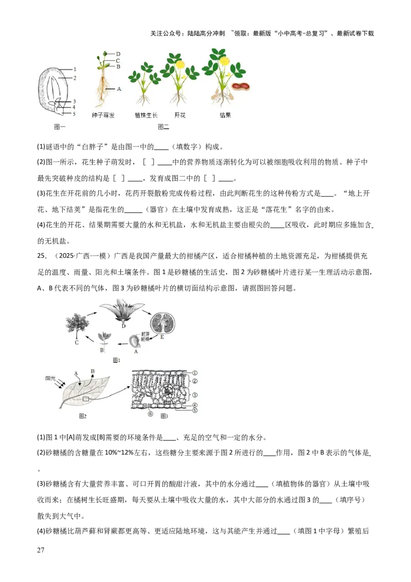 专题03植物的生活（3大模板）（原卷版）_02中考总复习（2026版更新中）_08-生物-中考总复习_2025中考复习资料_2025年中考生物答题方法模板