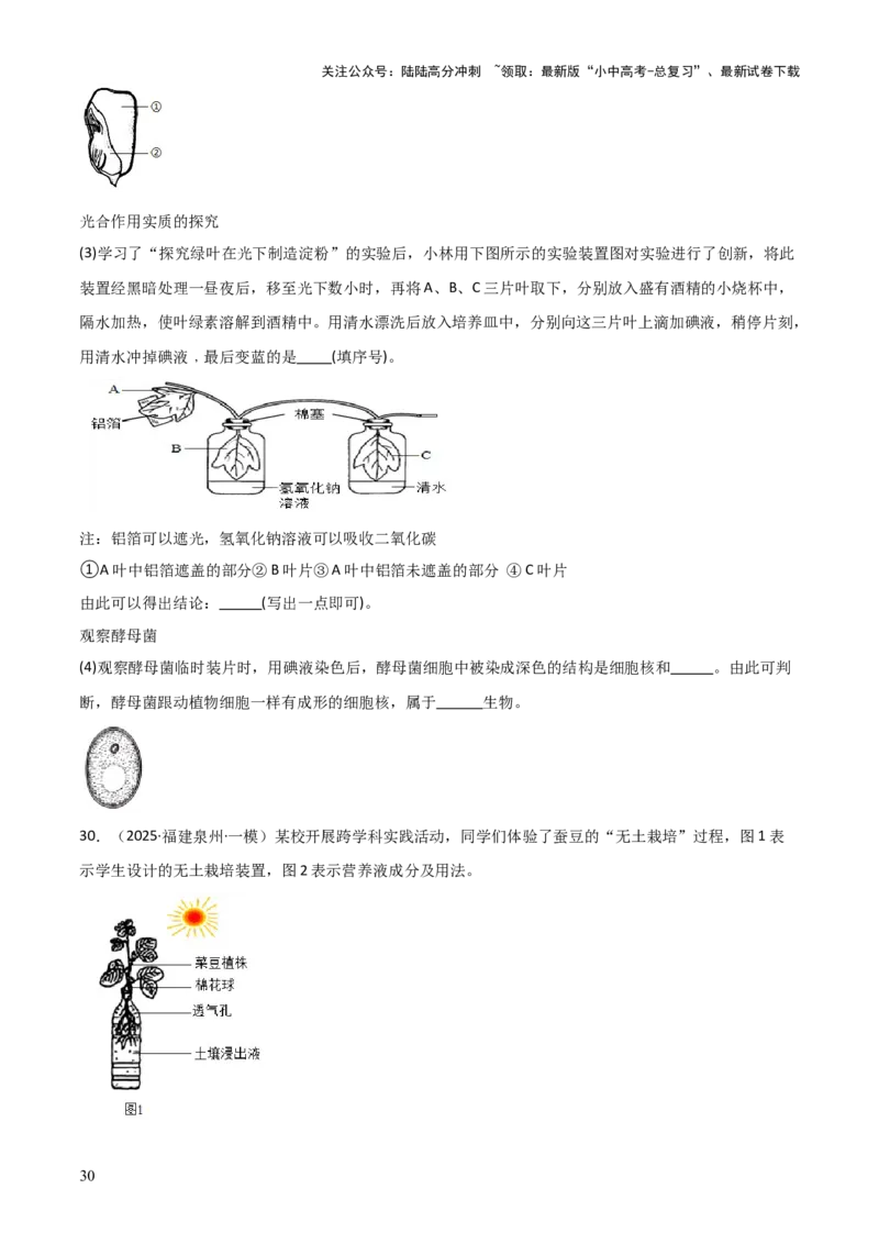 专题03植物的生活（3大模板）（原卷版）_02中考总复习（2026版更新中）_08-生物-中考总复习_2025中考复习资料_2025年中考生物答题方法模板