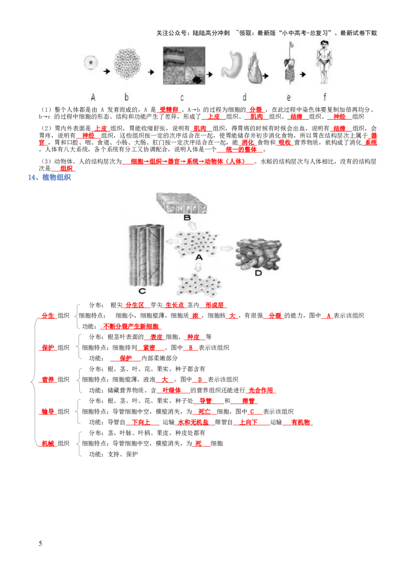 专题02生物体的结构层次（背诵版）_02中考总复习（2026版更新中）_08-生物-中考总复习_2025中考复习资料_2025年中考生物知识梳理_专题02生物体的结构层次_专题02生物体的结构层次