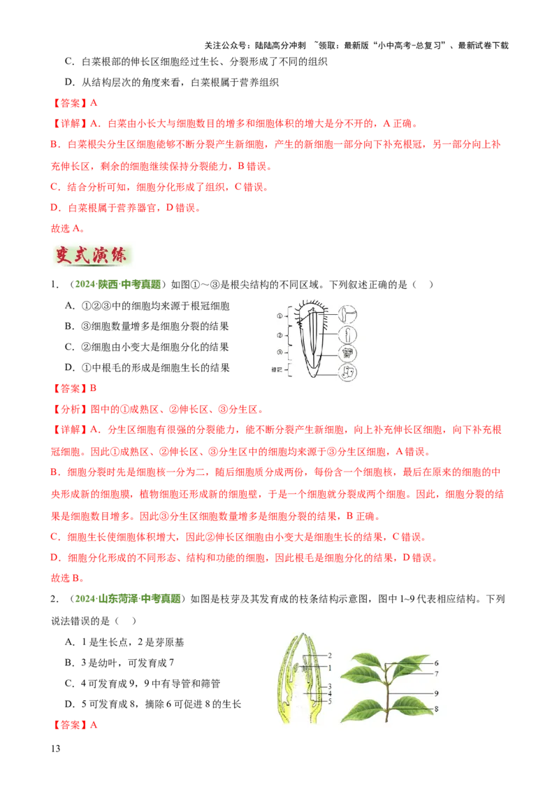 专题03植物的生活（3大模板）（解析版）_02中考总复习（2026版更新中）_08-生物-中考总复习_2025中考复习资料_2025年中考生物答题方法模板