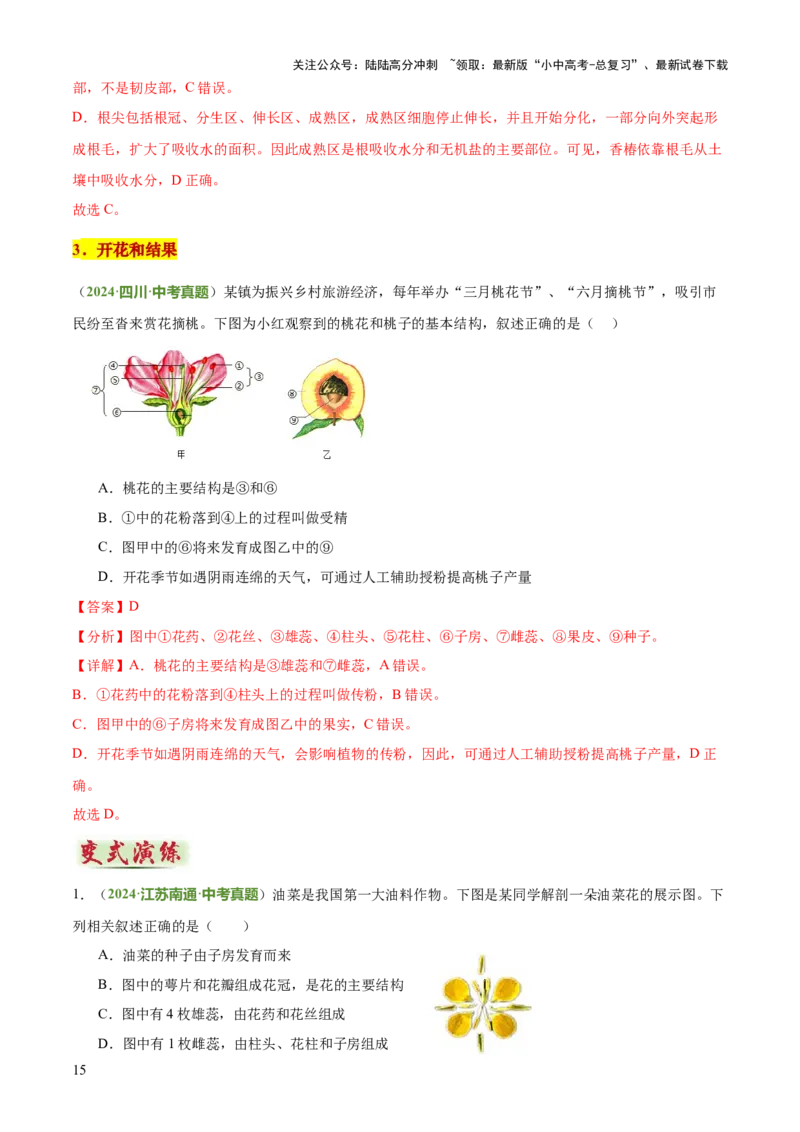 专题03植物的生活（3大模板）（解析版）_02中考总复习（2026版更新中）_08-生物-中考总复习_2025中考复习资料_2025年中考生物答题方法模板