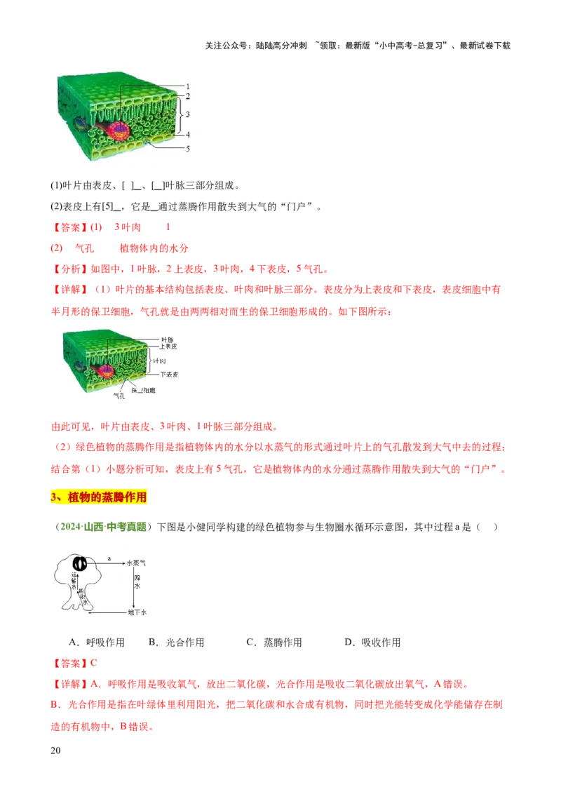 专题03植物的生活（3大模板）（解析版）_02中考总复习（2026版更新中）_08-生物-中考总复习_2025中考复习资料_2025年中考生物答题方法模板