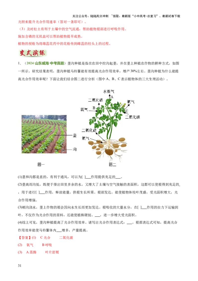 专题03植物的生活（3大模板）（解析版）_02中考总复习（2026版更新中）_08-生物-中考总复习_2025中考复习资料_2025年中考生物答题方法模板
