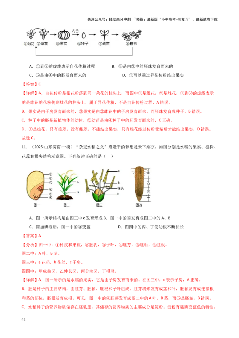 专题03植物的生活（3大模板）（解析版）_02中考总复习（2026版更新中）_08-生物-中考总复习_2025中考复习资料_2025年中考生物答题方法模板
