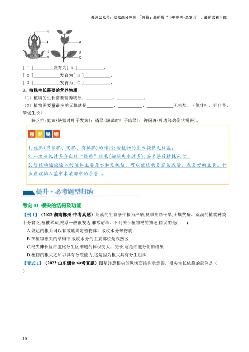专题05被子植物的一生（讲义）（原卷版）_02中考总复习（2026版更新中）_08-生物-中考总复习_2024年中考复习资料_一轮复习_❤2024年中考生物一轮复习讲练测（全国通用）_讲义