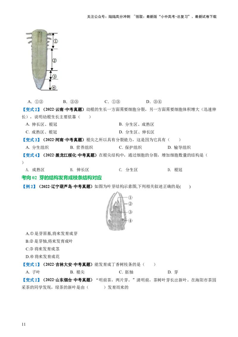 专题05被子植物的一生（讲义）（原卷版）_02中考总复习（2026版更新中）_08-生物-中考总复习_2024年中考复习资料_一轮复习_❤2024年中考生物一轮复习讲练测（全国通用）_讲义