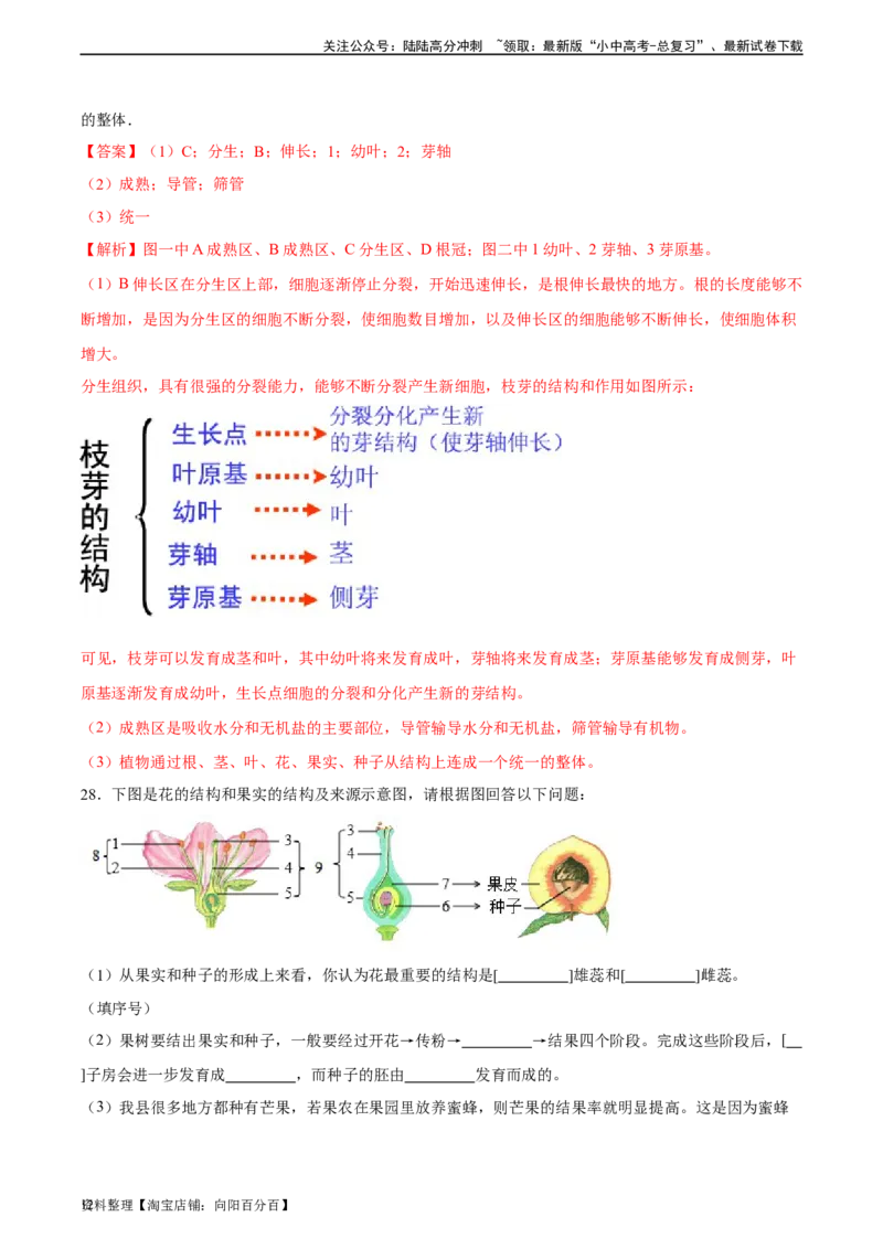 专题05被子植物的一生（习题精练）（解析版）_02中考总复习（2026版更新中）_08-生物-中考总复习_2024年中考复习资料_一轮复习_省心备考2024年中考生物一轮复习精讲精练（全国通用）