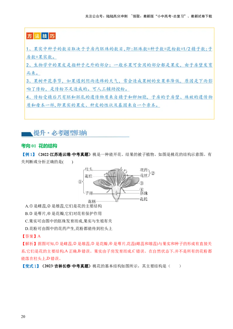 专题05被子植物的一生（讲义）（解析版）_02中考总复习（2026版更新中）_08-生物-中考总复习_2024年中考复习资料_一轮复习_❤2024年中考生物一轮复习讲练测（全国通用）_讲义