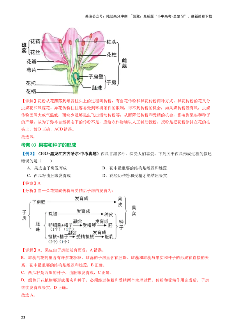 专题05被子植物的一生（讲义）（解析版）_02中考总复习（2026版更新中）_08-生物-中考总复习_2024年中考复习资料_一轮复习_❤2024年中考生物一轮复习讲练测（全国通用）_讲义