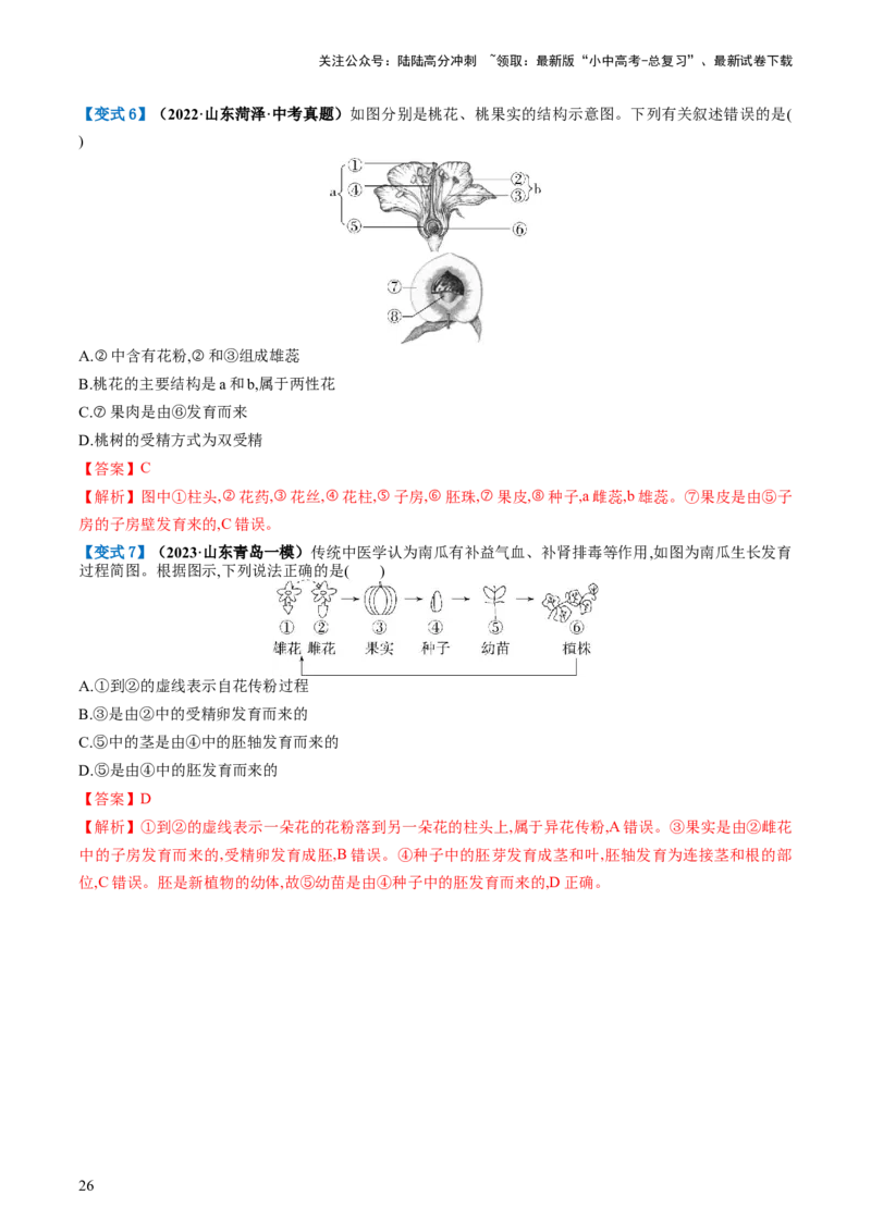 专题05被子植物的一生（讲义）（解析版）_02中考总复习（2026版更新中）_08-生物-中考总复习_2024年中考复习资料_一轮复习_❤2024年中考生物一轮复习讲练测（全国通用）_讲义