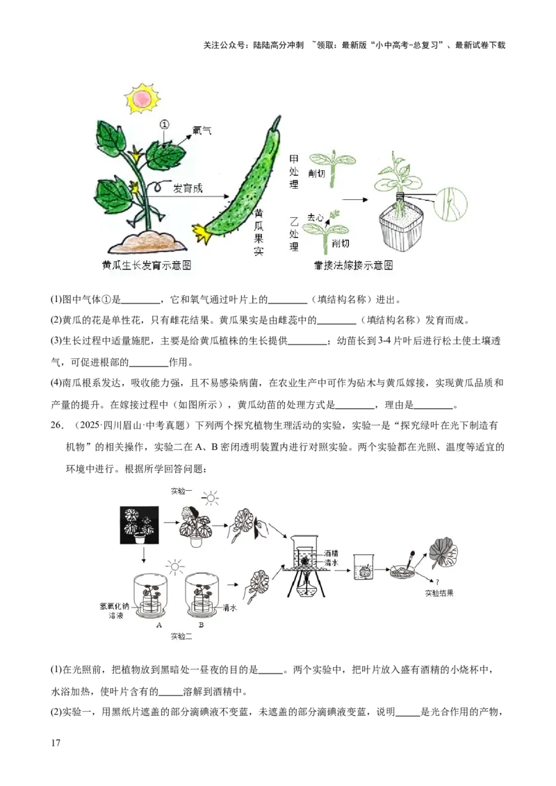 专题04绿色植物的作用（全国通用）（原卷版）_02中考总复习（2026版更新中）_08-生物-中考总复习_2026年中考复习（更新中）