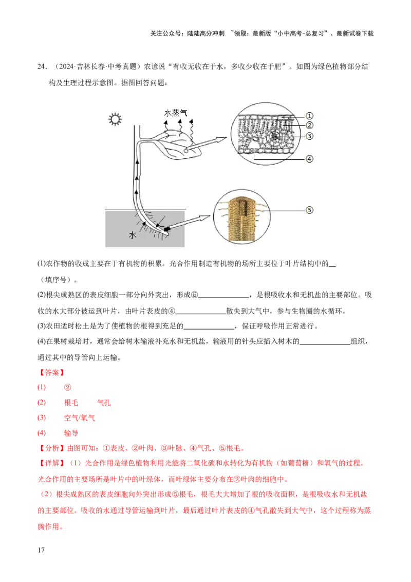 专题04绿色植物的作用（全国通用）（解析版）_02中考总复习（2026版更新中）_08-生物-中考总复习_2026年中考复习（更新中）
